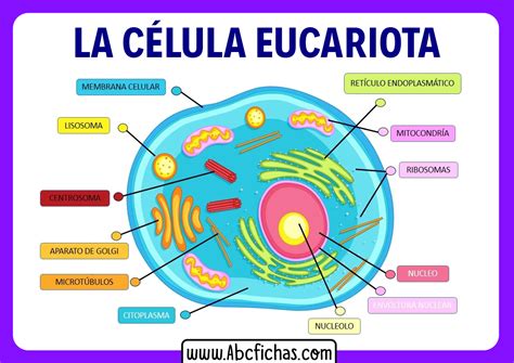 celulas eucariotas - celulas procariotas